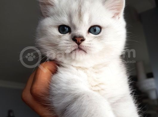 Ns 11 33 Silver Shaded British Shorthair Yavrular görsel