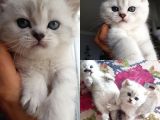 Ns 11 33 Silver Shaded British Shorthair Yavrular
