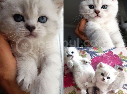 Ns 11 33 Silver Shaded British Shorthair Yavrular görsel