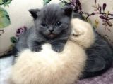 Scottish Fold & Scottish Straight