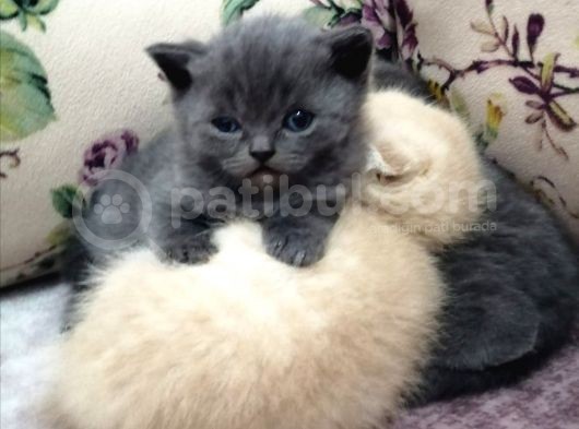 Scottish Fold & Scottish Straight görsel