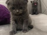 Scottish Fold & Scottish Straight