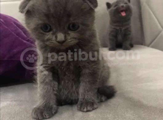 Scottish Fold & Scottish Straight görsel