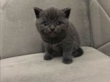 Scottish Fold & Scottish Straight