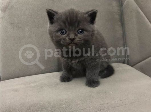 Scottish Fold & Scottish Straight görsel