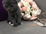 Scottish Fold & Scottish Straight