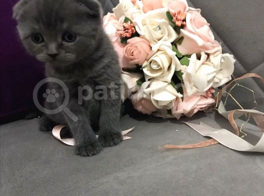 Scottish Fold & Scottish Straight