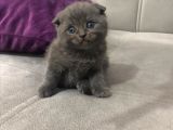 Scottish Fold & Scottish Straight