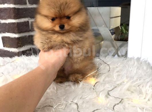 Pomeranian Boo Yavruları görsel