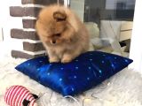 Pomeranian Boo Yavruları