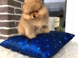 Pomeranian Boo Yavruları