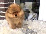 Pomeranian Boo Yavruları