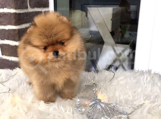 Pomeranian Boo Yavruları görsel