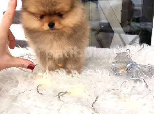 Pomeranian Boo Yavruları