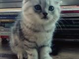 Silver Tabby Oyuncu Yavrumuz Yeni Yuvasını Arıyor