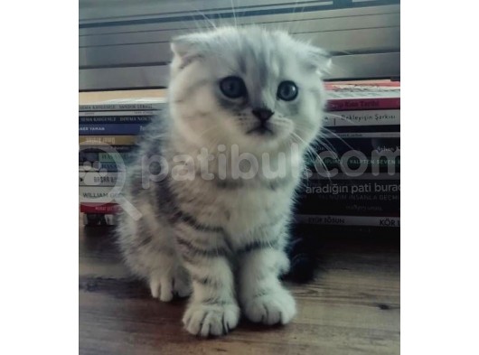 Silver Tabby Oyuncu Yavrumuz Yeni Yuvasını Arıyor