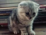 Silver Tabby Oyuncu Yavrumuz Yeni Yuvasını Arıyor