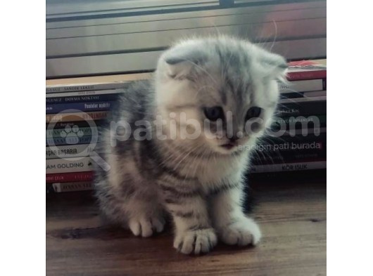Silver Tabby Oyuncu Yavrumuz Yeni Yuvasını Arıyor görsel