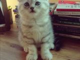 Silver Tabby Oyuncu Yavrumuz Yeni Yuvasını Arıyor