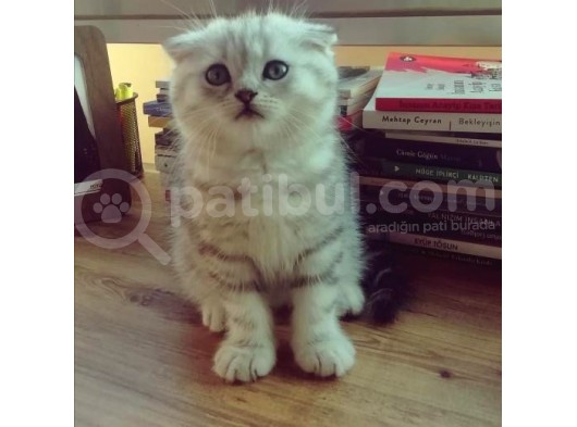 Silver Tabby Oyuncu Yavrumuz Yeni Yuvasını Arıyor görsel