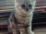 Silver Tabby Oyuncu Yavrumuz Yeni Yuvasını Arıyor