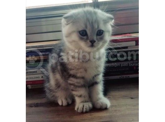 Silver Tabby Oyuncu Yavrumuz Yeni Yuvasını Arıyor görsel