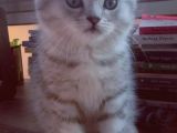Silver Tabby Oyuncu Yavrumuz Yeni Yuvasını Arıyor