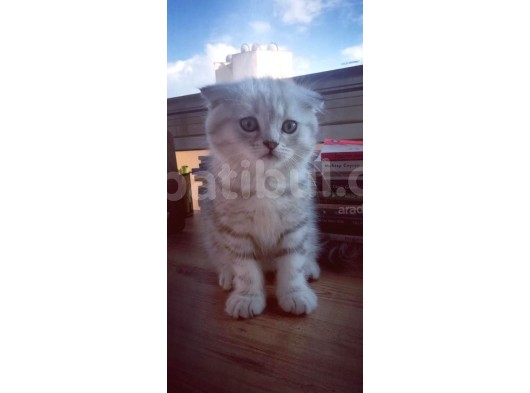 Silver Tabby Oyuncu Yavrumuz Yeni Yuvasını Arıyor görsel