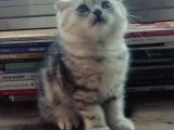 Silver Tabby Oyuncu Yavrumuz Yeni Yuvasını Arıyor