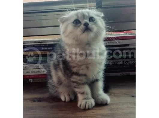 Silver Tabby Oyuncu Yavrumuz Yeni Yuvasını Arıyor görsel