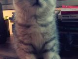 Silver Tabby Oyuncu Yavrumuz Yeni Yuvasını Arıyor