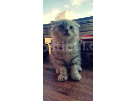 Silver Tabby Oyuncu Yavrumuz Yeni Yuvasını Arıyor görsel