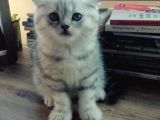 Silver Tabby Oyuncu Yavrumuz Yeni Yuvasını Arıyor