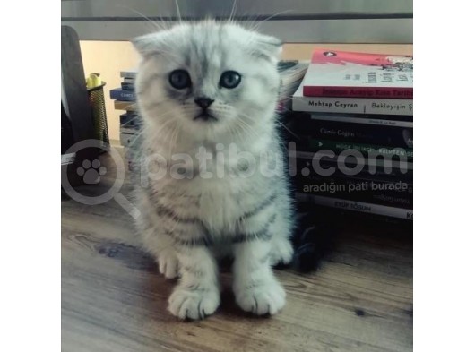 Silver Tabby Oyuncu Yavrumuz Yeni Yuvasını Arıyor görsel