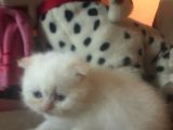 A Kalite Scottish Fold Yavru