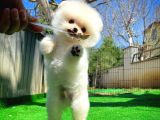 Bembeyaz Özel Seri Safkan Pomeranian Kızımız Lita