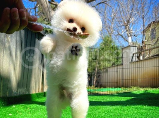Bembeyaz Özel Seri Safkan Pomeranian Kızımız Lita görsel