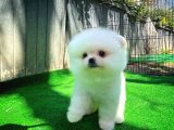 Bembeyaz Özel Seri Safkan Pomeranian Kızımız Lita