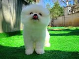 Bembeyaz Özel Seri Safkan Pomeranian Kızımız Lita