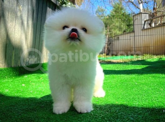 Bembeyaz Özel Seri Safkan Pomeranian Kızımız Lita görsel
