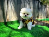 Bembeyaz Özel Seri Safkan Pomeranian Kızımız Lita