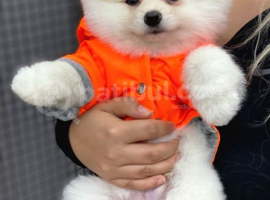 Pomeranian Boo Yavrulari görsel