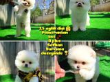 Bembeyaz Özel Seri Safkan Pomeranian Kızımız Lita