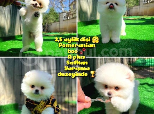 Bembeyaz Özel Seri Safkan Pomeranian Kızımız Lita