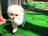 Bembeyaz Özel Seri Safkan Pomeranian Kızımız Lita