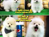A Plus Özel Seri Beyaz Oğlumuz Safkan Pomeranian