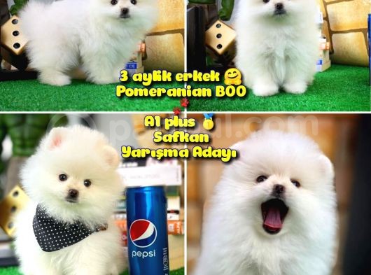 A Plus Özel Seri Beyaz Oğlumuz Safkan Pomeranian