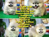T-cup Safkan Boo Pomeranian Oğlumuz Junior
