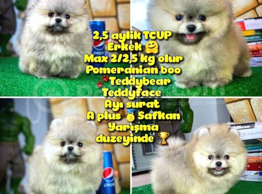 T-Cup Safkan Boo Pomeranian Oğlumuz Junior