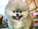 T-Cup Safkan Boo Pomeranian Oğlumuz Junior